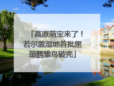 高原萌宝来了！若尔盖湿地首批黑颈鹤雏鸟破壳
