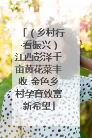 （乡村行·看振兴）江西彭泽千亩黄花菜丰收 金色乡村孕育致富新希望