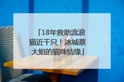 18年救助流浪猫近千只！冰城蔡大姐的猫咪情缘