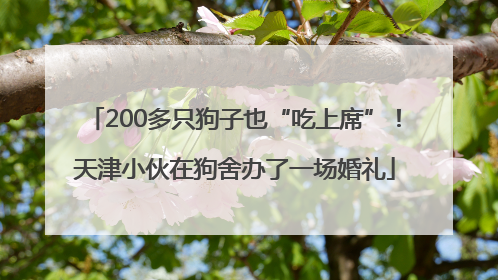 200多只狗子也“吃上席”！天津小伙在狗舍办了一场婚礼